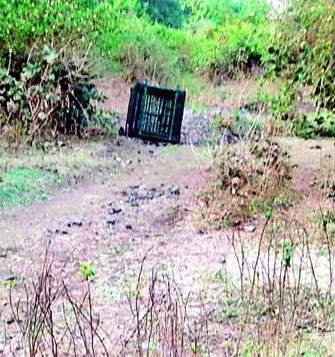 The trapped cage to tie the tigers | वाघांना जेरबंद करण्यासाठी लावला पिंजरा The trapped cage to tie the tigers | वाघांना जेरबंद करण्यासाठी लावला पिंजरा