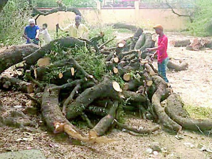 Kultur kills the trees for a hundred years | शंभर वर्षे झालेल्या वृक्षांची केली कत्तल