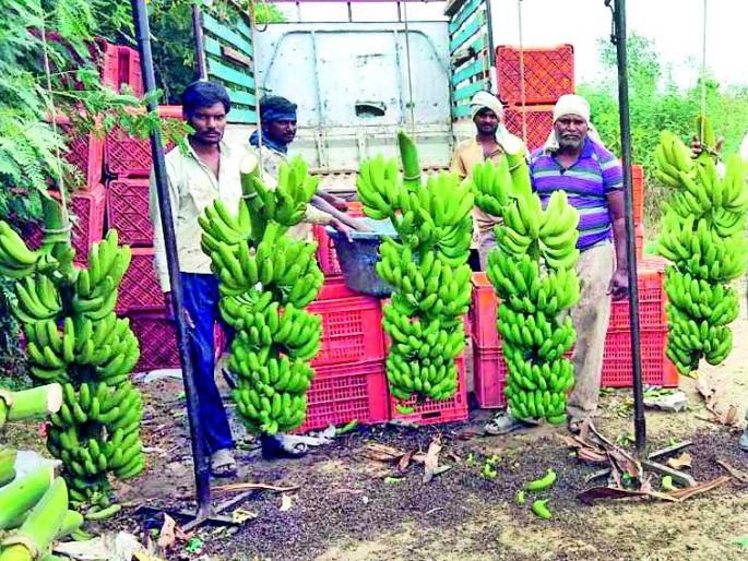 The yield of 22.44 lakhs from the four acre banana garden | साडे चार एकर केळीच्या बागेतून २२.८४ लाखांचे उत्पन्न The yield of 22.44 lakhs from the four acre banana garden | साडे चार एकर केळीच्या बागेतून २२.८४ लाखांचे उत्पन्न