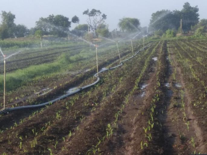 Bad maths of kharif in Yeola taluka | येवला तालुक्यात खरिपाचे बिघडले गणित Bad maths of kharif in Yeola taluka | येवला तालुक्यात खरिपाचे बिघडले गणित