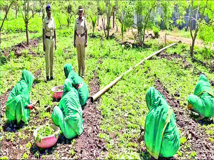 World Women Day special : Yerwada jail first in create income from farming who developed by women | जागतिक महिला दिन विशेष : ‘ कांदा, मुळा भाजी, अवघी विठाई माझी’; येरवडा महिला मध्यवर्ती कारागृहाचा राज्यात ठसा