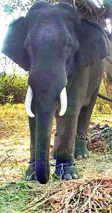 Search by elephant on cannibals | नरभक्षक वाघिणीची हत्तीवरून शोधमोहीम Search by elephant on cannibals | नरभक्षक वाघिणीची हत्तीवरून शोधमोहीम