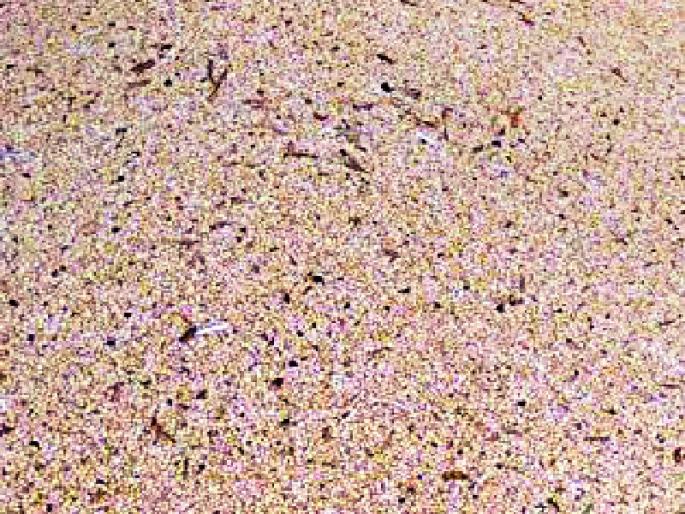 Market committees are not closed, guarantees are not addressed | बाजार समित्या बंद, हमी केंद्रांचाही पत्ता नाही Market committees are not closed, guarantees are not addressed | बाजार समित्या बंद, हमी केंद्रांचाही पत्ता नाही