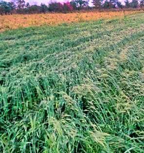 14 crore aid to hailstorm affected people | गारपीटग्रस्तांना १४ कोटींची मदत
