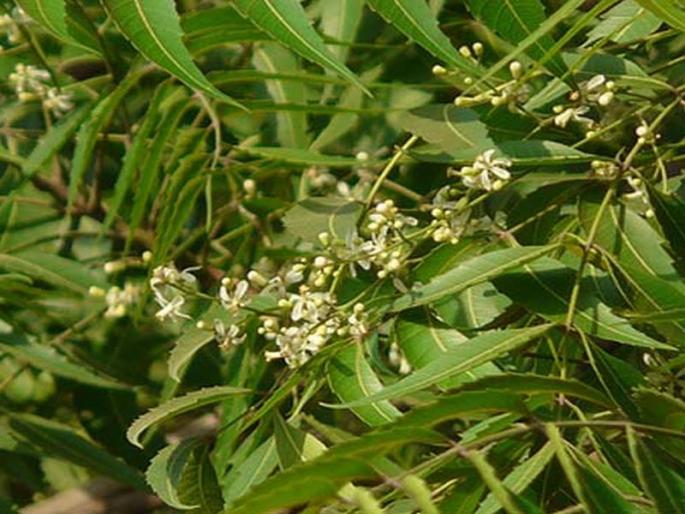 Amazing 9 health and beauty benefits of Neem | कडूलिंबाचे हे आरोग्यादायी फायदे माहीत आहेत का? 