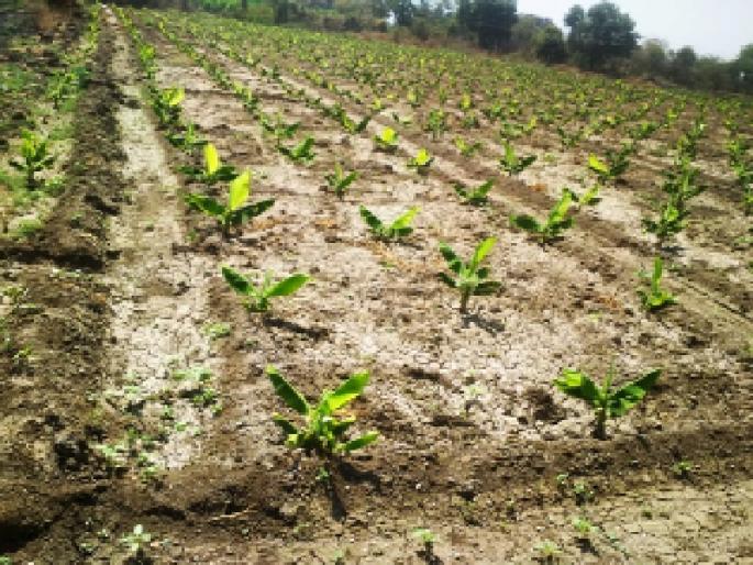 7.5 thousand hector in the maharashtra Agricultural soil Jalgaon district is the most affected | राज्यात ७.५ हजार हे. शेतीची झाली माती; सर्वाधिक फटका जळगाव जिल्ह्याला 7.5 thousand hector in the maharashtra Agricultural soil Jalgaon district is the most affected | राज्यात ७.५ हजार हे. शेतीची झाली माती; सर्वाधिक फटका जळगाव जिल्ह्याला