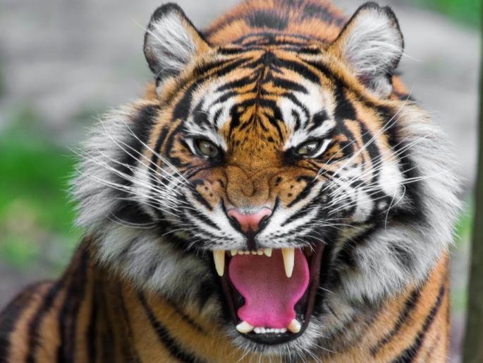 In the last five years, 217 victims of wildlife have been taken in the state | राज्यात मागील पाच वर्षात वन्यप्राण्यांनी घेतले २१७ बळी In the last five years, 217 victims of wildlife have been taken in the state | राज्यात मागील पाच वर्षात वन्यप्राण्यांनी घेतले २१७ बळी