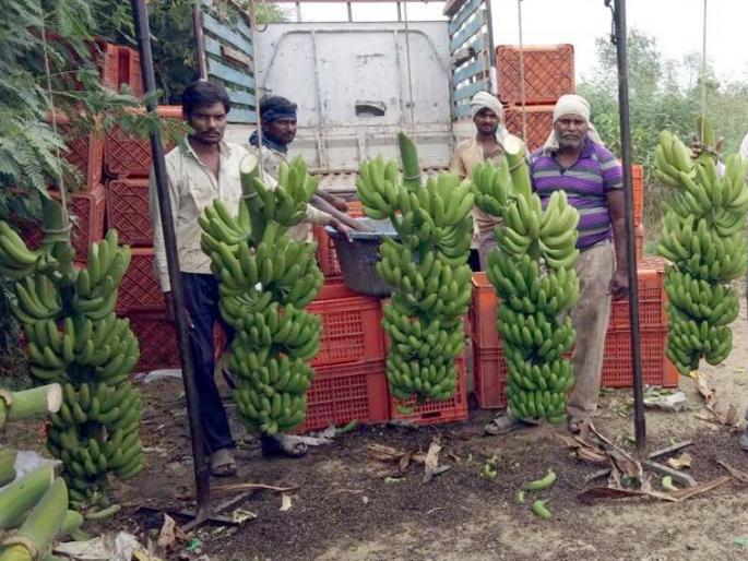 Twenty-five lakh income from banana garden; Pawanar farmer's courage | साडेचार एकर केळीच्या बागेतून बावीस लाखांचे उत्पन्न; पवनारच्या शेतकऱ्याचे धाडस Twenty-five lakh income from banana garden; Pawanar farmer's courage | साडेचार एकर केळीच्या बागेतून बावीस लाखांचे उत्पन्न; पवनारच्या शेतकऱ्याचे धाडस