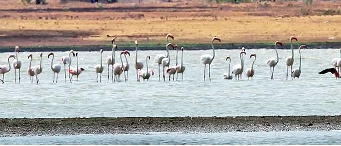 Flamingo arrives at Pothra Dam in Wardha district | वर्धा जिल्ह्यातील पोथरा धरणावर फ्लेमिंगोचे आगमन Flamingo arrives at Pothra Dam in Wardha district | वर्धा जिल्ह्यातील पोथरा धरणावर फ्लेमिंगोचे आगमन