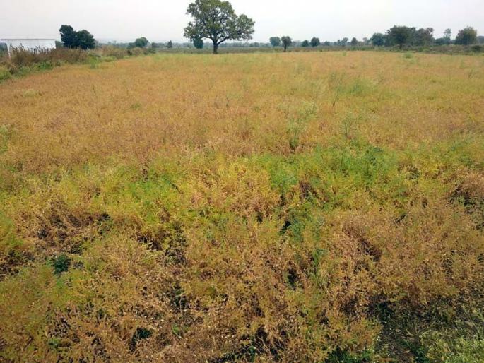 Due to the cloudy weather, the deficit on Chana in Wardha district | ढगाळ वातावरणामुळे वर्धा जिल्ह्यातील हरभऱ्यावर घाटेअळी Due to the cloudy weather, the deficit on Chana in Wardha district | ढगाळ वातावरणामुळे वर्धा जिल्ह्यातील हरभऱ्यावर घाटेअळी