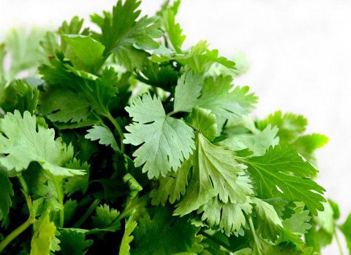 Vegetable's rate on high in Nagpur, Coriander @ 300 | उपराजधानीत भाज्या कडाडल्या; कोथिंबीर @३०० Vegetable's rate on high in Nagpur, Coriander @ 300 | उपराजधानीत भाज्या कडाडल्या; कोथिंबीर @३००