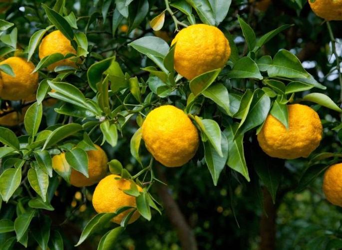 'Citrus Estate' to be set up at three places in Vidarbha | विदर्भात तीन ठिकाणी साकारणार ‘सिट्रस इस्टेट’