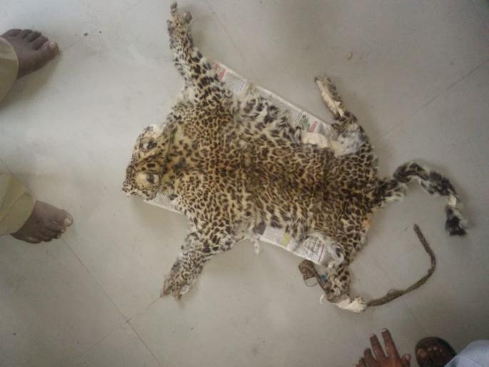 The leopard's skin found on the retired officer's house | भंडारा जिल्ह्यात सेवानिवृत्त अधिकाऱ्याच्या घरी सापडले बिबट्याचे कातडे The leopard's skin found on the retired officer's house | भंडारा जिल्ह्यात सेवानिवृत्त अधिकाऱ्याच्या घरी सापडले बिबट्याचे कातडे
