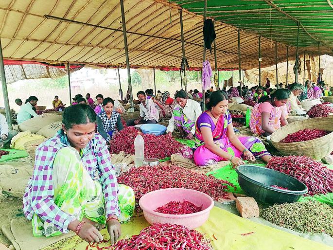Our luck just neglected! The pain of the women doing chilli harvesting | आमच्या नशिबी फक्त उपेक्षाच! मिरची कटाई करणाऱ्या महिलांची व्यथा Our luck just neglected! The pain of the women doing chilli harvesting | आमच्या नशिबी फक्त उपेक्षाच! मिरची कटाई करणाऱ्या महिलांची व्यथा