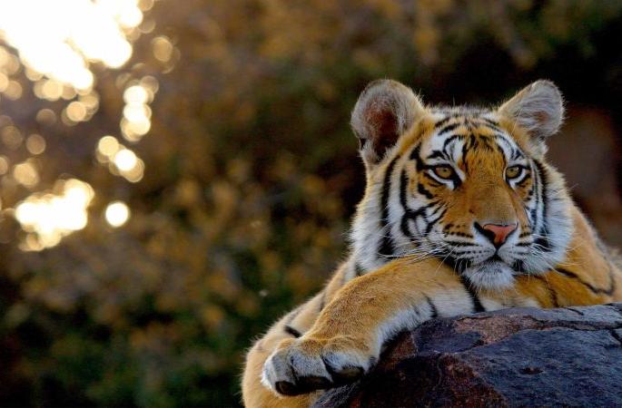 man eater tiger stays at the Tiger Reserve border in Amravati district | ‘नरभक्षी’चा सातपुडा टायगर रिझर्व्हच्या सीमेवर ठिय्या