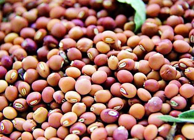 Eclipse of Grader from Wardha's purchase of Nafed Ture | वर्ध्याच्या नाफेड तूर खरेदीला ग्रेडरचे ग्रहण Eclipse of Grader from Wardha's purchase of Nafed Ture | वर्ध्याच्या नाफेड तूर खरेदीला ग्रेडरचे ग्रहण
