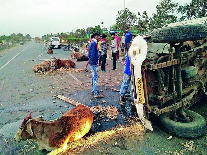 The vehicle carrying animals in Nagpur district has been reversed | नागपूर जिल्ह्यात जनावरांना कोंबून नेणारे वाहन उलटले The vehicle carrying animals in Nagpur district has been reversed | नागपूर जिल्ह्यात जनावरांना कोंबून नेणारे वाहन उलटले
