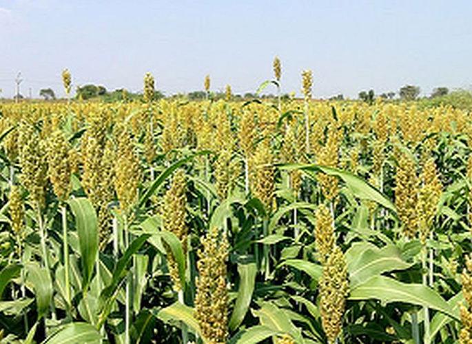 Outbreaks of pests and diseases on crops due to climate change | वातावरणातील बदलांमुळे पिकांवर कीड, रोगांचा प्रादुर्भाव Outbreaks of pests and diseases on crops due to climate change | वातावरणातील बदलांमुळे पिकांवर कीड, रोगांचा प्रादुर्भाव