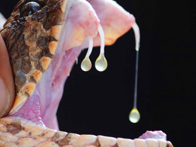 The snake bite of the farmer, the snake snake bite | सिंधुदुर्ग : शेतकऱ्याचा सर्पदंशाने मृत्यू, फुरसे सर्पाने केला दंश