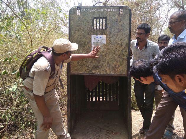  Due to leopard, Gadbhori village of Chandrapur district remains awake overnight | बिबट्यामुळे चंद्रपूर जिल्ह्यातील गडबोरी गाव राहते रात्रभर जागे