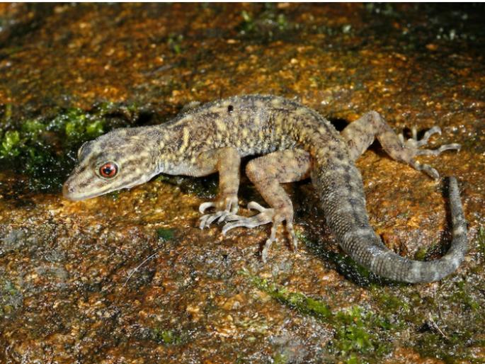 Researchers discover 12 new species of geckos in Western Ghats | पश्चिम घाटात आढळल्या पालीच्या तब्बल १२ नव्या प्रजाती; महाराष्ट्रातील तरुण संशोधकांचे संशोधन Researchers discover 12 new species of geckos in Western Ghats | पश्चिम घाटात आढळल्या पालीच्या तब्बल १२ नव्या प्रजाती; महाराष्ट्रातील तरुण संशोधकांचे संशोधन