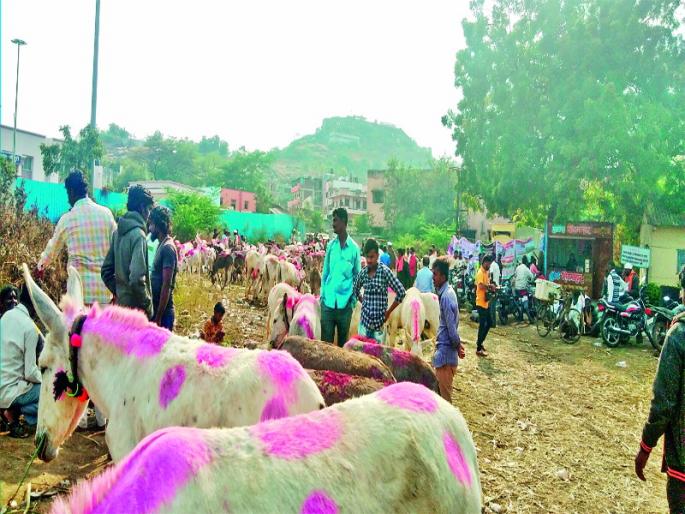 Donkey Market due to paush pornima festival in Jejuri | पौष पौर्णिमेनिमित्त श्रीक्षेत्र जेजुरीत गाढवांचा बाजार Donkey Market due to paush pornima festival in Jejuri | पौष पौर्णिमेनिमित्त श्रीक्षेत्र जेजुरीत गाढवांचा बाजार