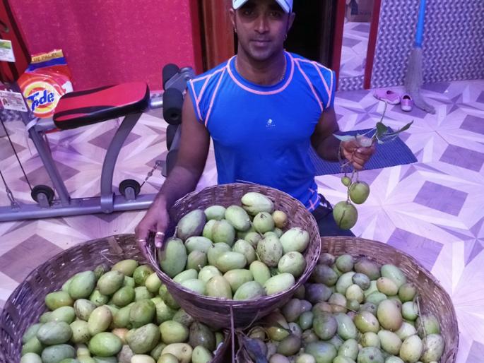 Before the end of the monsoon season mango in market | पावसाळा संपण्यापूर्वीच कैऱ्या बाजारात
