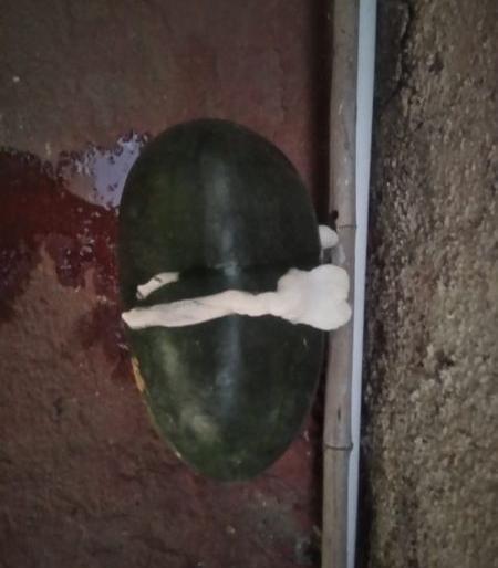 Watermelon explodes in Yavatmal | यवतमाळात टरबुजाचा झाला स्फोट! फेसही आला Watermelon explodes in Yavatmal | यवतमाळात टरबुजाचा झाला स्फोट! फेसही आला
