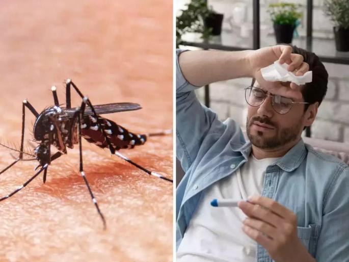 Dengue fever: Under what circumstances does dengue become fatal know the symptoms | कोणत्या स्थितीत जीवघेणा होतो डेंग्यू? जाणून घ्या बरे व्हायला किती दिवस लागतात! Dengue fever: Under what circumstances does dengue become fatal know the symptoms | कोणत्या स्थितीत जीवघेणा होतो डेंग्यू? जाणून घ्या बरे व्हायला किती दिवस लागतात!