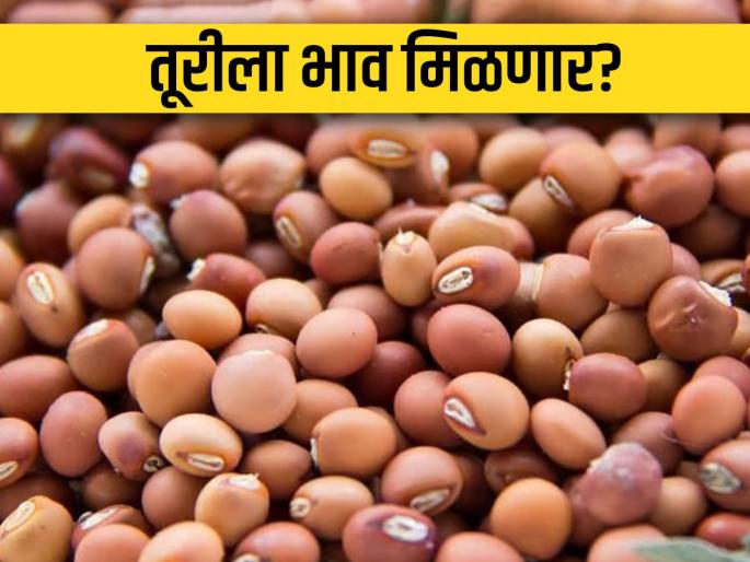 What is the current price of turi? Decrease in production, what will benefit the farmers? | तूरीला सध्या काय भाव मिळतोय? उत्पादनात घट, शेतकऱ्यांना काय होणार फायदा? What is the current price of turi? Decrease in production, what will benefit the farmers? | तूरीला सध्या काय भाव मिळतोय? उत्पादनात घट, शेतकऱ्यांना काय होणार फायदा?