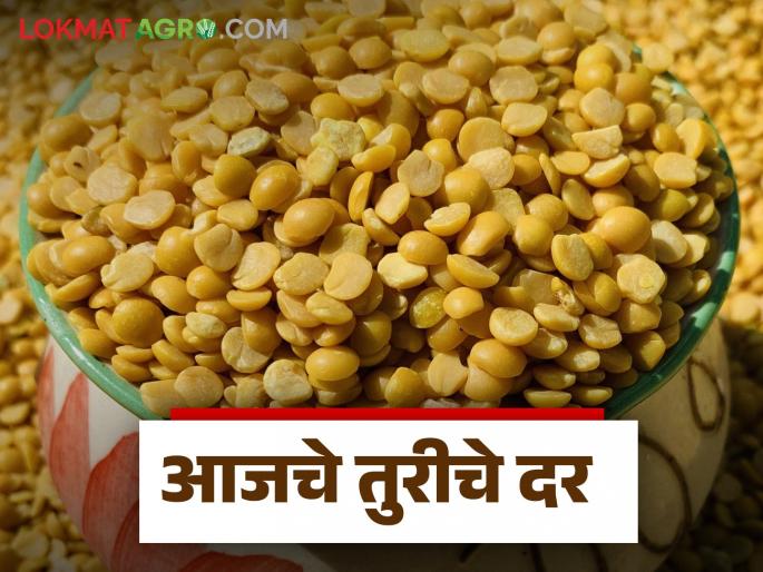 maharashtra market yard Tur Bajarbhav How much did turi get in the state today | Tur Bajarbhav : आज राज्यभरात तुरीला किती मिळाला दर? जाणून घ्या सविस्तर maharashtra market yard Tur Bajarbhav How much did turi get in the state today | Tur Bajarbhav : आज राज्यभरात तुरीला किती मिळाला दर? जाणून घ्या सविस्तर