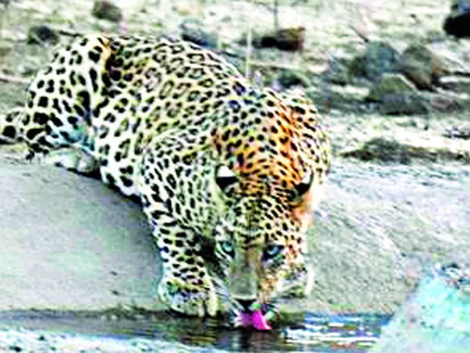 Free communication of leopards in Chirodi-Pohra forest | चिरोडी-पोहरा जंगलात बिबट्यांचा मुक्त संचार