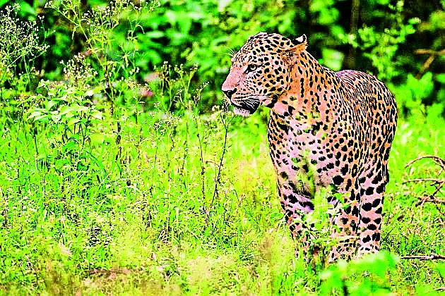 Leopard communication in the university again | विद्यापीठात पुन्हा बिबट्याचा संचार Leopard communication in the university again | विद्यापीठात पुन्हा बिबट्याचा संचार