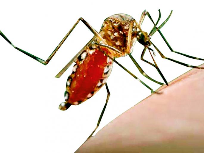 Dangue of the district, 19 suspects | जिल्ह्याला डेंग्यूचा विळखा,१९ संशयित Dangue of the district, 19 suspects | जिल्ह्याला डेंग्यूचा विळखा,१९ संशयित