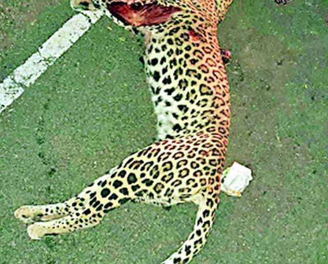 A female drummer killed in the shock of the vehicle | वाहनाच्या धडकेत मादी बिबट ठार