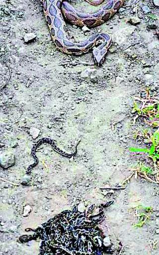 37 snakes found in one place | एकाच ठिकाणी आढळले ३७ साप 37 snakes found in one place | एकाच ठिकाणी आढळले ३७ साप