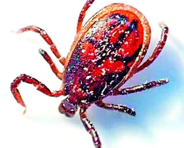 Another 10 patients of the scrub typhus | स्क्रब टायफसचे आणखी दहा रूग्ण Another 10 patients of the scrub typhus | स्क्रब टायफसचे आणखी दहा रूग्ण