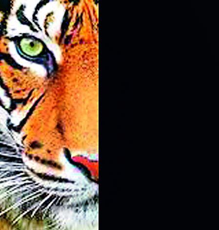 Talk about Tiger in Kajali area | काजळी परिसरातही वाघाची चर्चा Talk about Tiger in Kajali area | काजळी परिसरातही वाघाची चर्चा