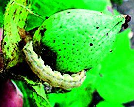 183 crores of 'NDRF' in Kadashi | कपाशीला ‘एनडीआरएफ’चे १८३ कोटी 183 crores of 'NDRF' in Kadashi | कपाशीला ‘एनडीआरएफ’चे १८३ कोटी