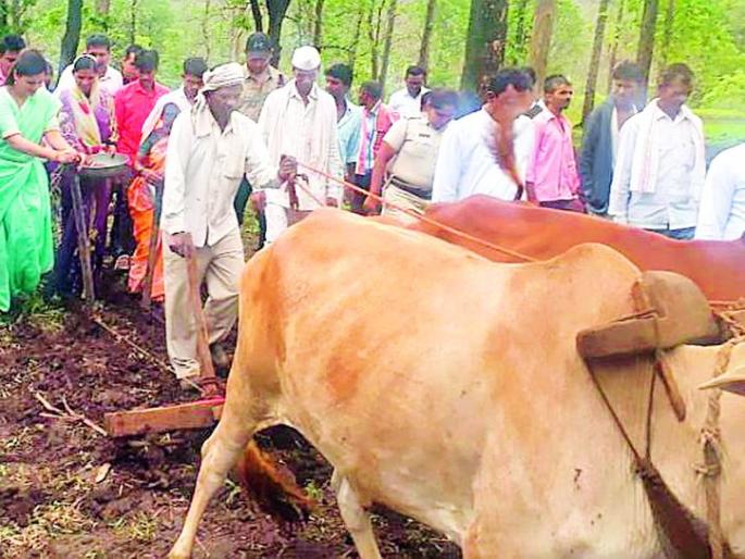 'Sowing' of MPs in Mandalga | मनाईहुकूम झुगारून खासदारांची मेळघाटात ‘पेरणी’ 'Sowing' of MPs in Mandalga | मनाईहुकूम झुगारून खासदारांची मेळघाटात ‘पेरणी’