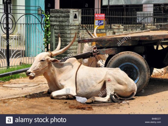 The contract for catching animals soon | जनावरे पकडण्याचा ठेका लवकरच मार्गी The contract for catching animals soon | जनावरे पकडण्याचा ठेका लवकरच मार्गी