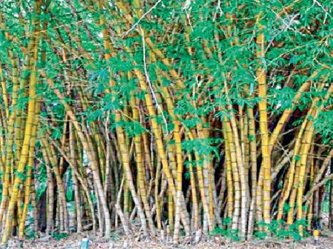 Guidance to farmers for bamboo cultivation | बांबू लागवडीसाठी शेतकऱ्यांना मार्गदर्शन Guidance to farmers for bamboo cultivation | बांबू लागवडीसाठी शेतकऱ्यांना मार्गदर्शन