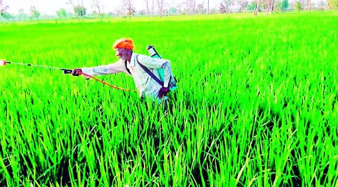 In the shade of paddy ants | धानपीक किडींच्या सावटात