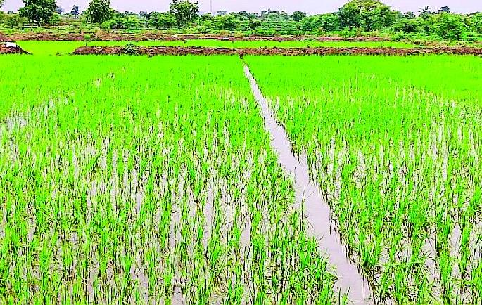 Increased tendency of farmers towards lease method cultivation | पट्टा पद्धत लागवडीकडे वाढला शेतकऱ्यांचा कल Increased tendency of farmers towards lease method cultivation | पट्टा पद्धत लागवडीकडे वाढला शेतकऱ्यांचा कल