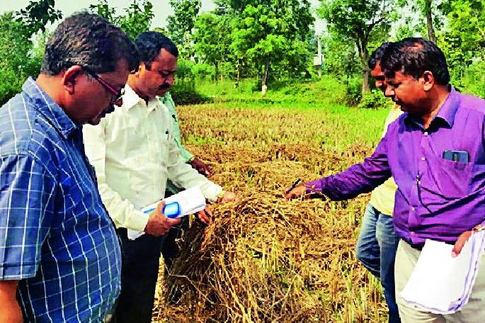 With the return of rains, the soil pods of paddy crops started | परतीच्या पावसाने मातीमोल धान पिकांचे पंचनामे सुरुच With the return of rains, the soil pods of paddy crops started | परतीच्या पावसाने मातीमोल धान पिकांचे पंचनामे सुरुच