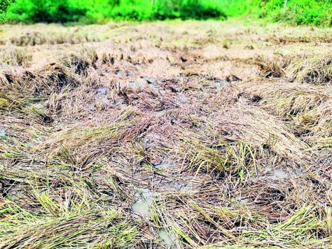 On the way of destruction of paddy crop by insects in Tumsar taluka | तुमसर तालुक्यात किडीने धान पीक उद्ध्वस्त होण्याच्या मार्गावर On the way of destruction of paddy crop by insects in Tumsar taluka | तुमसर तालुक्यात किडीने धान पीक उद्ध्वस्त होण्याच्या मार्गावर
