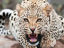 The calf killed in Mahdevpura Leopard attack | महादेवपूरला बिबट्याच्या हल्ल्यात वासरू ठार The calf killed in Mahdevpura Leopard attack | महादेवपूरला बिबट्याच्या हल्ल्यात वासरू ठार