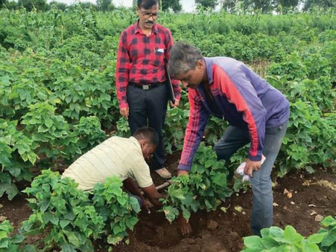 Outbreak of unknown disease on cotton in Motala taluka | मोताळा तालुक्यात कपाशीवर अज्ञात रोगाचा प्रादूर्भाव Outbreak of unknown disease on cotton in Motala taluka | मोताळा तालुक्यात कपाशीवर अज्ञात रोगाचा प्रादूर्भाव