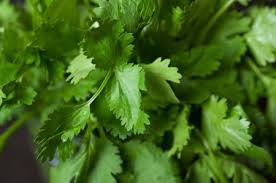 Cilantro Rs 130 added | कोथिंबीर १३० रुपये जुडी Cilantro Rs 130 added | कोथिंबीर १३० रुपये जुडी