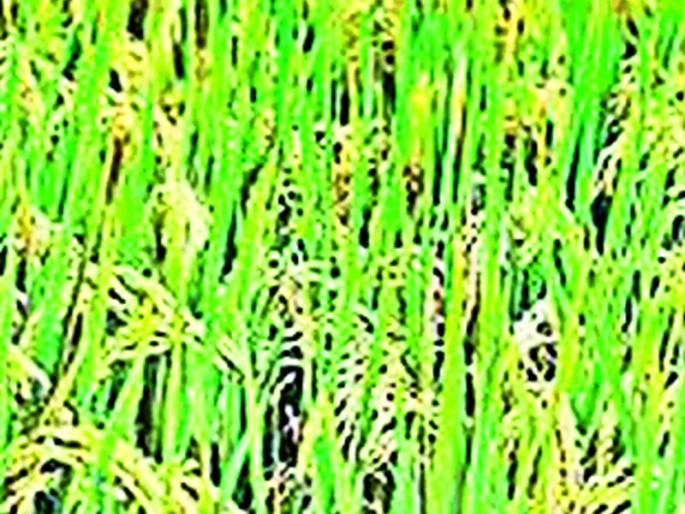 Grain guaranteed prices fall by 53 per cent over state recommendations | धानाच्या हमीभावात राज्य शिफारशीपेक्षा ५३ टक्क्यांनी घट